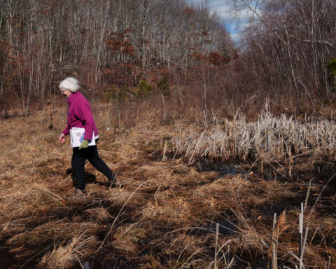 How a retired cranberry bog helped change the game for wetland restoration