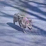 Runaway wolf in South Korea inspires meme coin and presidential concern