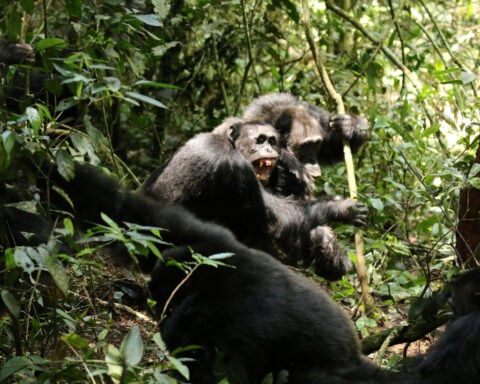 Scientists stunned as chimpanzees turn on friends in killing spree