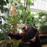 Mount Holyoke’s corpse flower blooms again, drawing crowds to its ‘rotting flesh’ stench