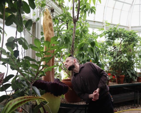 Mount Holyoke’s corpse flower blooms again, drawing crowds to its ‘rotting flesh’ stench