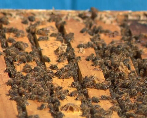 Backyard beekeeper loses hive as warm winter impacts bees, honey production