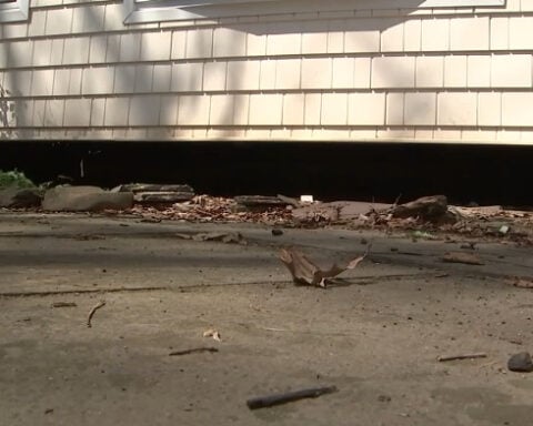 Mother bear and cubs take up residence under New Jersey's family's home