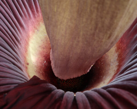 Mount Holyoke’s corpse flower blooms again, drawing crowds to its ‘rotting flesh’ stench