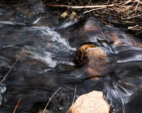 How a retired cranberry bog helped change the game for wetland restoration
