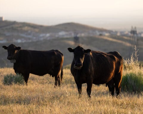 Could more cattle cause record beef prices to drop? Ranchers say it's not that simple