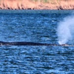 German rescuers plan to use air cushions to save Timmy the stranded whale