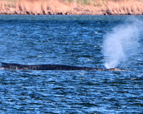 German rescuers plan to use air cushions to save Timmy the stranded whale