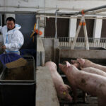 Chinese pigs fed new menu as Beijing weans farmers off US soy