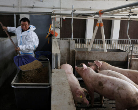 Chinese pigs fed new menu as Beijing weans farmers off US soy