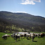 Bulgaria's pro-Russian former president leads election race on anti-graft ticket