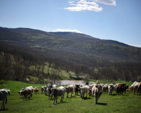 Bulgaria's pro-Russian former president leads election race on anti-graft ticket
