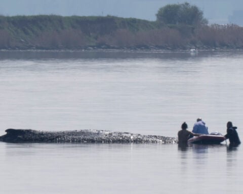 German rescuers plan to use air cushions to save Timmy the stranded whale