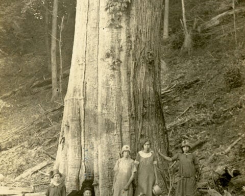 A lost icon: The American chestnut and its central place in the eastern landscape