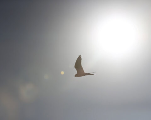 Kazakhstan releases endangered saker falcons in Saudi-backed restoration drive