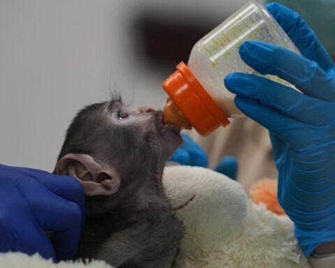 Meet Yuji, the Mexican baby monkey finding comfort in a plush companion