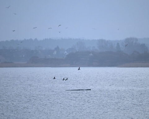 Humpback whale 'Timmy' struggles to escape shallow waters off Germany