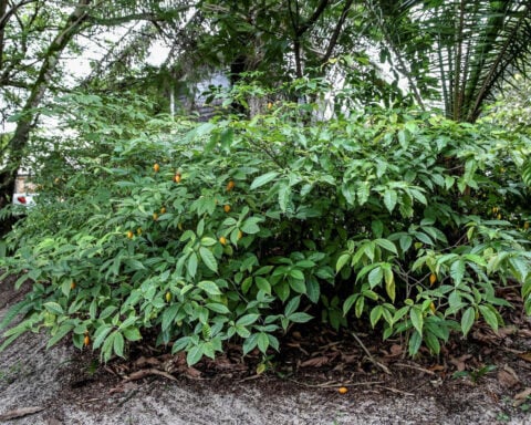 Trump expected to sign executive order urging more research into psychedelic ibogaine