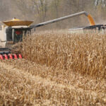 US farmers to plant less corn as Iran war spikes fertilizer prices