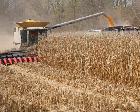 US farmers to plant less corn as Iran war spikes fertilizer prices