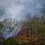 Indonesian forest loss surges by 66% in 2025, driven by Prabowo's self-sufficiency drive, report shows