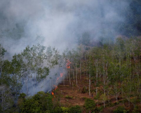 Indonesian forest loss surges by 66% in 2025, driven by Prabowo's self-sufficiency drive, report shows