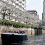 Pricier fuel hits Tokyo cherry blossom river cruises ​
