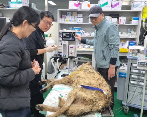 South Koreans breathe sighs of relief as escaped wolf is returned to zoo safely