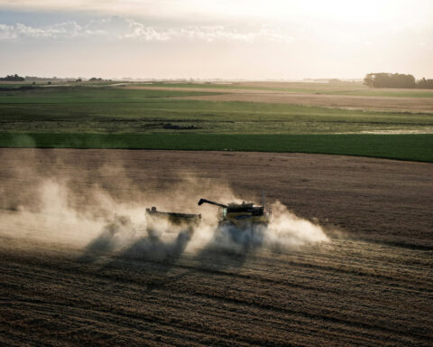Argentina wheat threatened by high urea fertilizer prices due to  Iran war