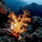 The stunning underwater world that’s at risk as the Iran war drags on