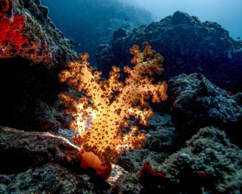 The stunning underwater world that’s at risk as the Iran war drags on