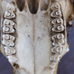 Ancient teeth reveal clues to the environment humans’ early ancestors evolved in millions of years ago