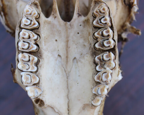 Ancient teeth reveal clues to the environment humans’ early ancestors evolved in millions of years ago