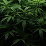 Why the future of marijuana legalization remains hazy despite high public support