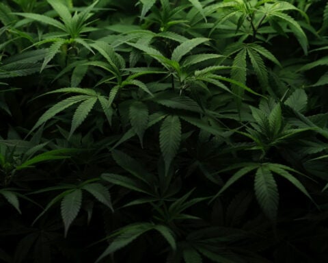 Why the future of marijuana legalization remains hazy despite high public support