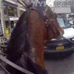 Mounted New York police officer and his horse corner suspected purse snatcher in Manhattan