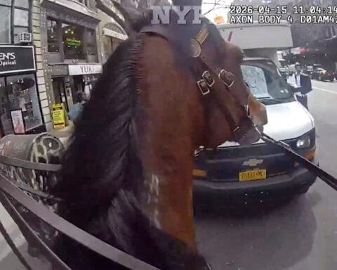 Mounted New York police officer and his horse corner suspected purse snatcher in Manhattan