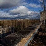 Chernobyl's radioactive landscape is testament to nature’s resilience and survival spirit