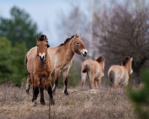 Chernobyl's radioactive landscape is testament to nature’s resilience and survival spirit