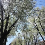 Funky-smelling Bradford pear tree among 30 invasive species getting banned in New Jersey