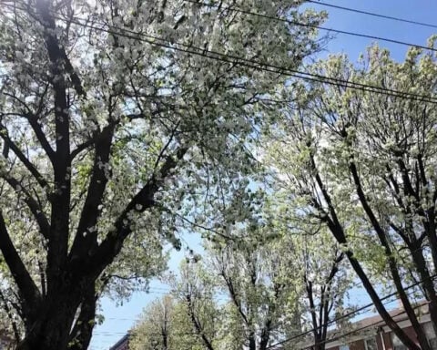 Funky-smelling Bradford pear tree among 30 invasive species getting banned in New Jersey