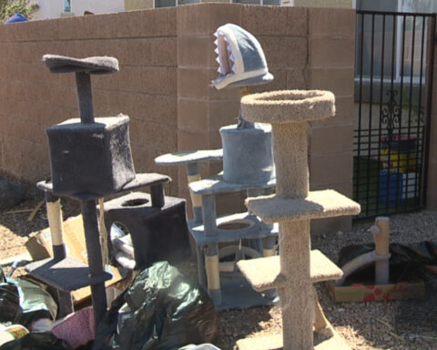 APS rescues over 40 animals from poor conditions at illegal organization