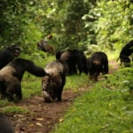 A rare chimpanzee ‘civil war’ is happening. It could teach us about human conflict