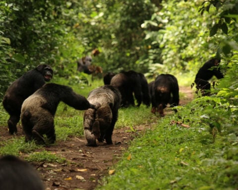 Chimpanzees in Uganda are in a ‘civil war,’ and researchers are unsure how it will end