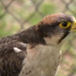 West Coast Falconry faces heartbreak after birds go missing