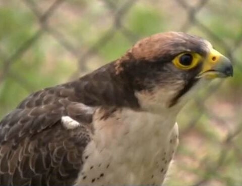 West Coast Falconry faces heartbreak after birds go missing