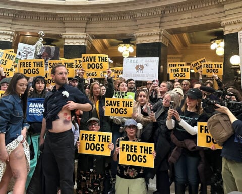 Animal welfare protesters converge on Wisconsin governor's office seeking release of beagles