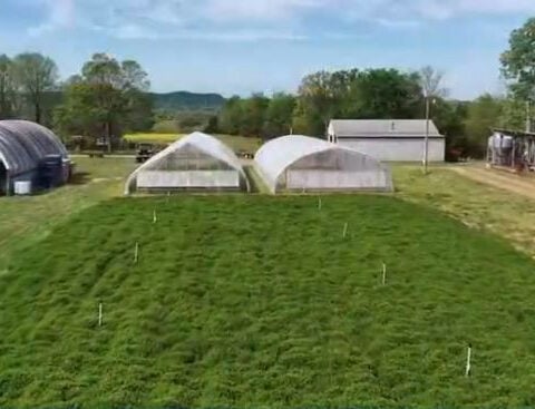 'From Kentucky': The mint behind the Kentucky Derby's signature drink