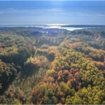 Don’t just plant trees, plant forests to restore biodiversity for the future