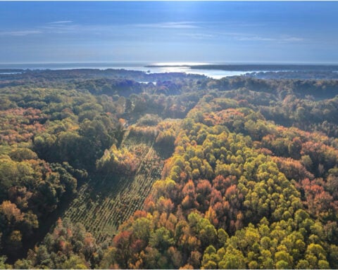 Don’t just plant trees, plant forests to restore biodiversity for the future